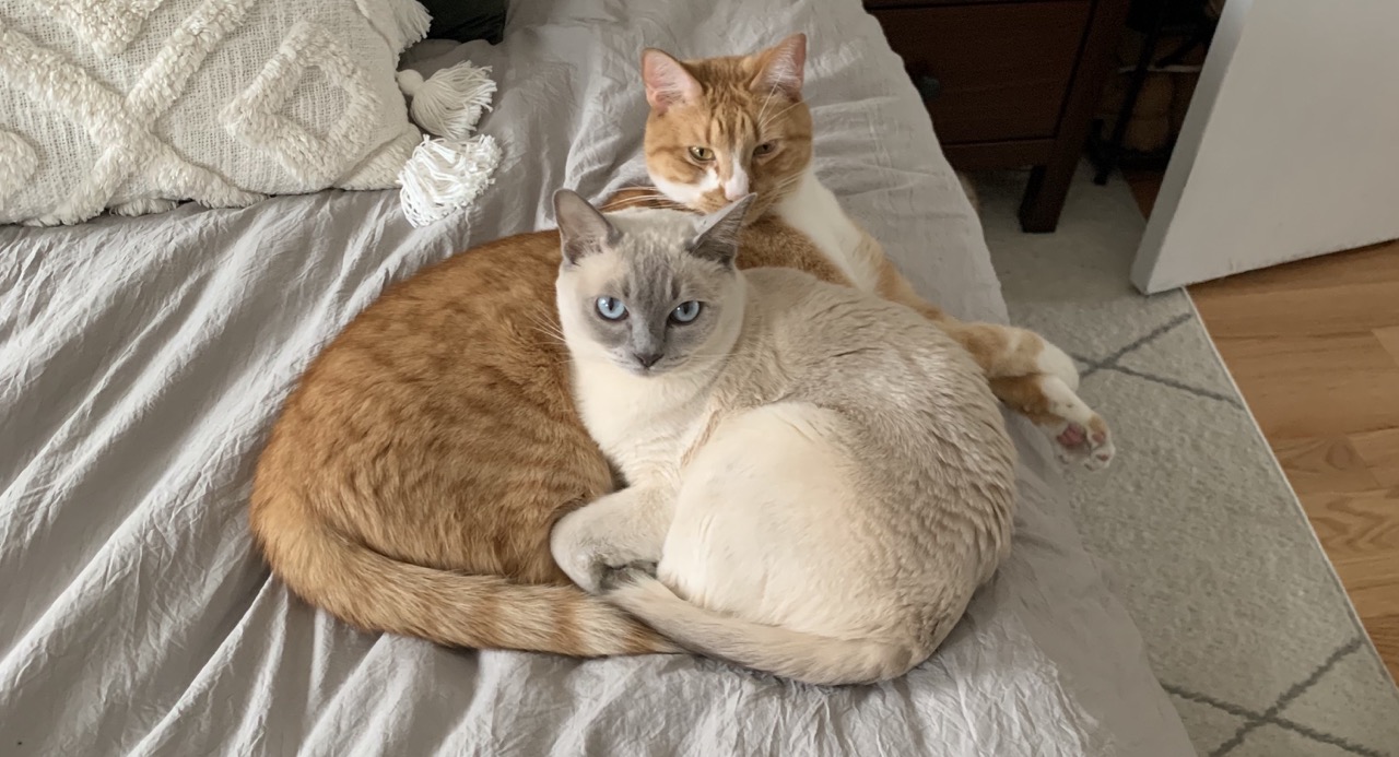 My cats Leo and Piper